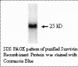 Biomiga Recombinant human survivin protein - CP-6014-25