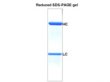 Biomiga Mouse anti-human EphB4 monoclonal antibody (Clone #AB105) - AB105-200