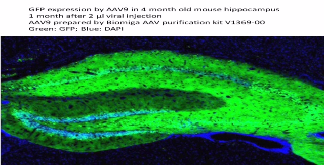 Biomiga Adeno-Associated Virus Purification Mini Kit, 3,5,6,8,9 and - V1469-00 - Click Image to Close