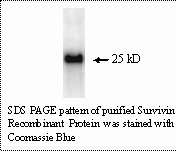 Biomiga Recombinant human survivin protein - CP-6014-25